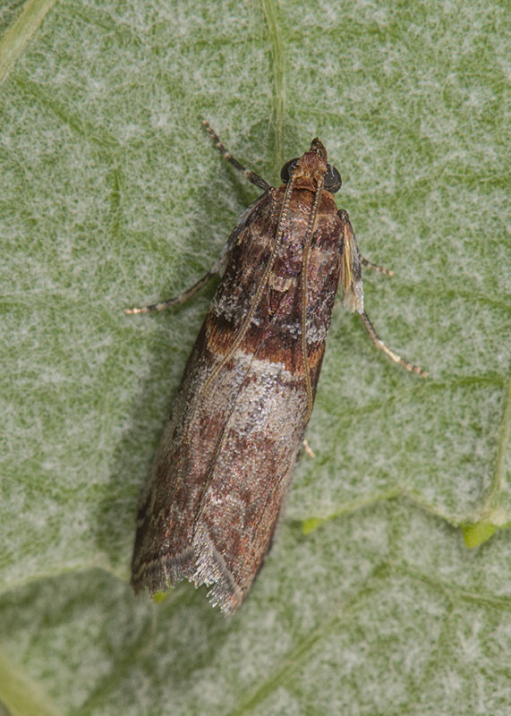 Pyralidae - Acrobasis advenella